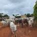 Kaduna Police Nab 13 Cattle Rustlers, Recover 27 Stolen Cattle 5 Kaduna Police Nab 13 Cattle Rustlers, Recover 27 Stolen Cattle