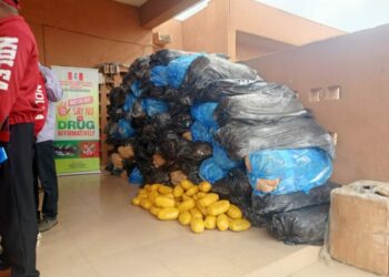 PICTORIAL: NDLEA Seizes Multi-billion Naira Canabis In Kwara