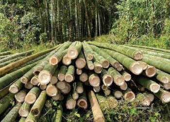 Bamboo Boom: Unlocking Profits In Nigeria’s Green Gold