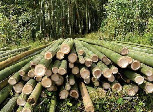 bamboo