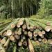 Bamboo Boom: Unlocking Profits In Nigeria’s Green Gold 5 Bamboo Boom: Unlocking Profits In Nigeria’s Green Gold