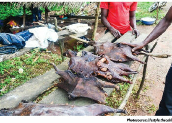 Bush Meat: Cultural Delicacy Or Public Health Risk?