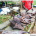 Bush Meat: Cultural Delicacy Or Public Health Risk? 5 Bush Meat: Cultural Delicacy Or Public Health Risk?