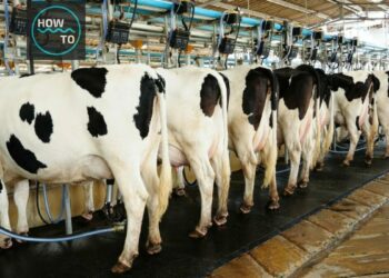 FG, Dairy Firm Inaugurate Milk Collection Centre In Bauchi