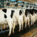 FG, Dairy Firm Inaugurate Milk Collection Centre In Bauchi