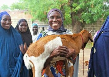 Women Empowerment: Yobe Government Distributes Cash Support For Goats Farming