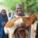 Women Empowerment: Yobe Government Distributes Cash Support For Goats Farming