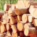Timber Dealers Fault Exclusion From Bayelsa Forestry Bill Hearing 5 Timber Dealers Fault Exclusion From Bayelsa Forestry Bill Hearing