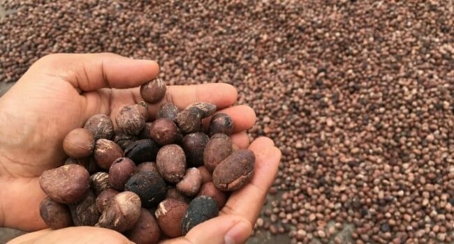 Nigeria’s Shea Sector Rebounds As Local Processing Spurs Revenue Growth 1 raw shea nut