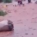 Tragedy As Heavy Flood Sweeps Away Motorcyclist In Edo 5 Tragedy As Heavy Flood Sweeps Away Motorcyclist In Edo