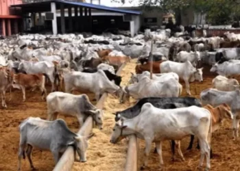 Cattle Markets Shut In 7 Kwara LGAs