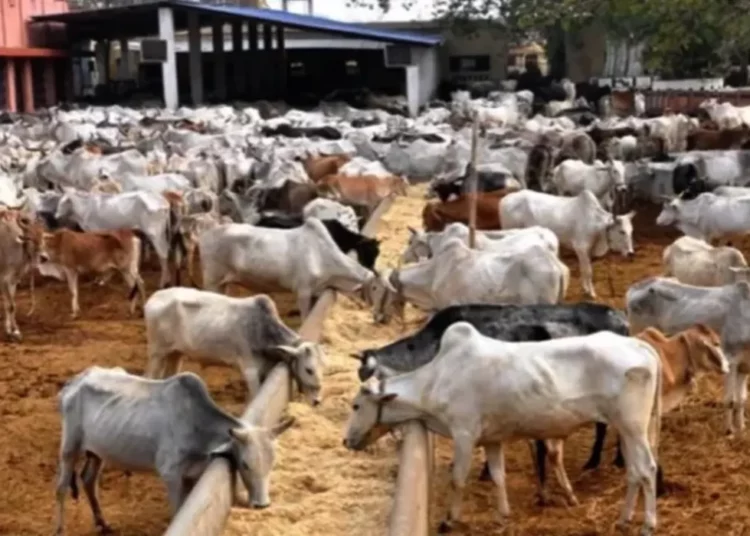 Police Arrest 4 Suspected Cattle Rustlers