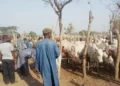  Cattle Rearers Laud Commission For Rebuilding North East Region