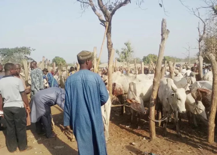 Cattle Rearers Laud Commission For Rebuilding North East Region