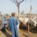Boko Haram: Cattle Rearers Laud Commission For Rebuilding North East Region 5 Boko Haram: Cattle Rearers Laud Commission For Rebuilding North East Region