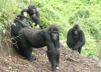 Group Warns Nigeria Risks Losing Remaining Cross River Gorillas