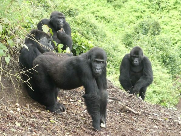 Court Jails 2 Men For Wildlife Trafficking, Sale Of Gorilla 1 Gorillas