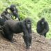 Court Jails 2 Men For Wildlife Trafficking, Sale Of Gorilla 5 Group Warns Nigeria Risks Losing Remaining Cross River Gorillas