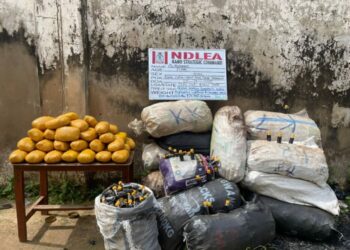 NDLEA Intercepts Illicit Herbal Mixture, Cannabis In Kano