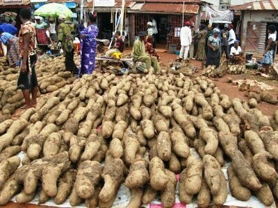 Mbanefo, Igbo Leaders Mark New Yam Festival In Abuja 1 New Yam Festival