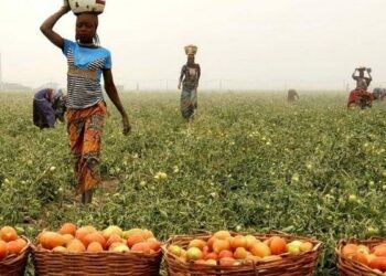 FG Moves Against Post-Harvest Losses By Farmers