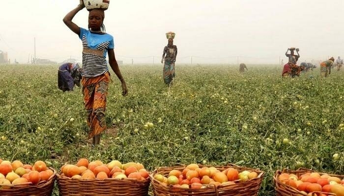 Nigerians say protecting farmers from herdsmen attacks is crucial for stabilizing tomato prices
