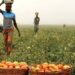 FG Moves Against Post-Harvest Losses By Farmers