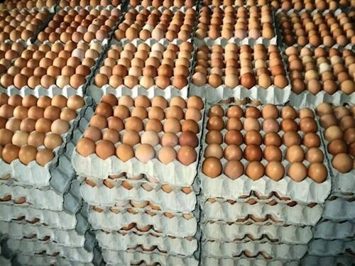 200% Price Surge Pushes Egg, Chicken Off Nigerians’ Menu 1 Poultry farmers donate 45000 eggs