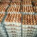 200% Price Surge Pushes Egg, Chicken Off Nigerians’ Menu 5 200% Price Surge Pushes Egg, Chicken Off Nigerians’ Menu