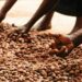 Stakeholders Decry Shea Export Ban, Urge Inclusive Policy Making