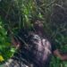 Army Neutralises 2 Suspected Terrorists In Taraba 5 Army Neutralises 2 Suspected Terrorists In Taraba