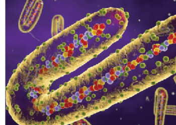 Unraveling Marburg Virus Disease, A Rare But Deadly Threat