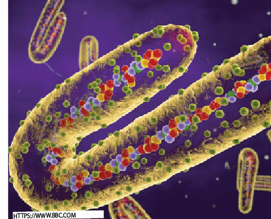 Unraveling Marburg Virus Disease, A Rare But Deadly Threat 1 maburg virus