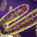 Unraveling Marburg Virus Disease, A Rare But Deadly Threat