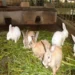 Rabbit Farming Offers ‘Silent Wealth’ For Nigerians – NGO 5 Rabbit Farming Offers ‘Silent Wealth’ For Nigerians – NGO