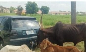 Police Arrest 9 Suspected Cattle Rustlers In Jigawa