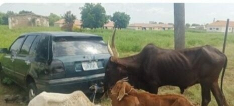 Police Arrest 9 Suspected Cattle Rustlers In Jigawa 1 072b0cd4 ab3d 4561 98cc 664a747632d6