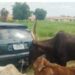 Police Arrest 9 Suspected Cattle Rustlers In Jigawa
