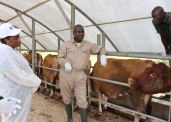 Federal Govt Contains Foot, Mouth Disease In Jigawa