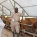 FG Seeks Data Accuracy To Boost Livestock Sector 4 Federal Govt Contains Foot, Mouth Disease In Jigawa