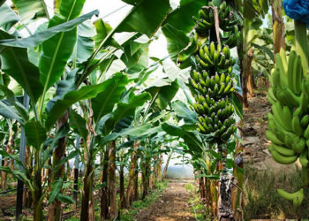 Commercial Banana Farming As A Lucrative Venture