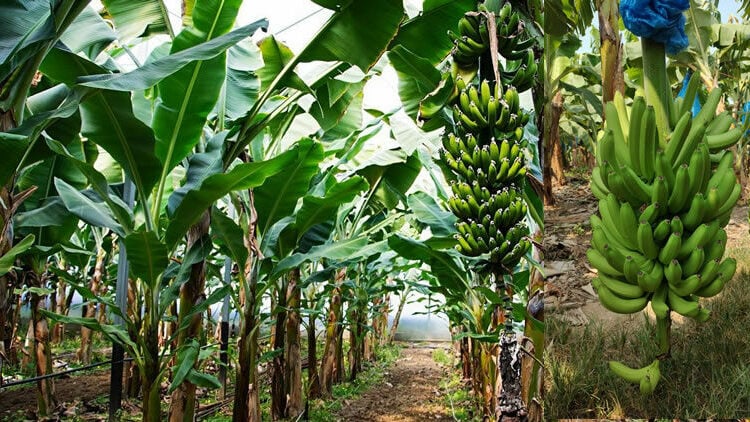 Banana Farming