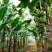 Commercial Banana Farming As A Lucrative Venture 10 Commercial Banana Farming As A Lucrative Venture