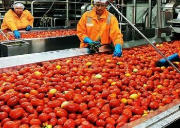 Varsity Trains Youths  in Tomatoes/Pepper Production, Processing