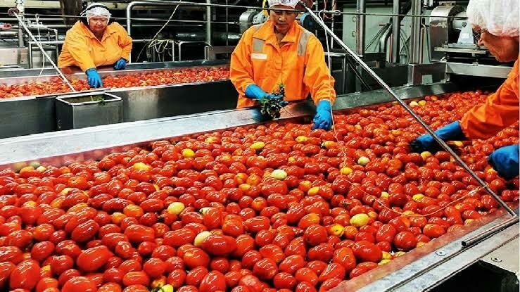 Varsity Trains Youths in Tomatoes/Pepper Production, Processing 1 IMG 6176