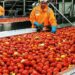 Varsity Trains Youths  in Tomatoes/Pepper Production, Processing