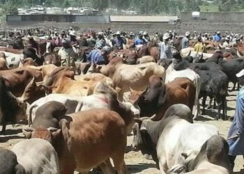 Livestock Key To Nigeria’s Economic Future  — Animal Science Institute