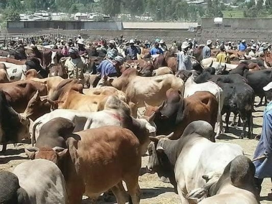 Livestock Key To Nigeria’s Economic Future — Animal Science Institute 1 Livestock 533x400 1