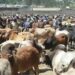 Livestock Key To Nigeria’s Economic Future  — Animal Science Institute