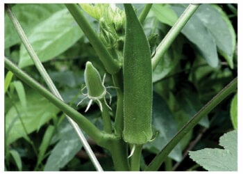 Okra: Miracle Plant That Lowers Blood Sugar, Reduces Heart Disease